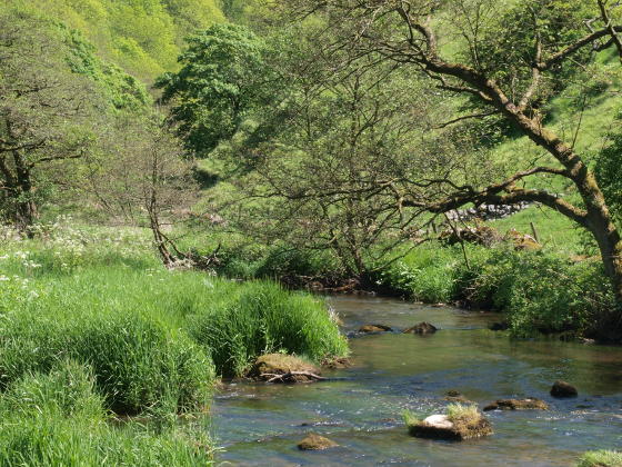 A small river overhung by a tree